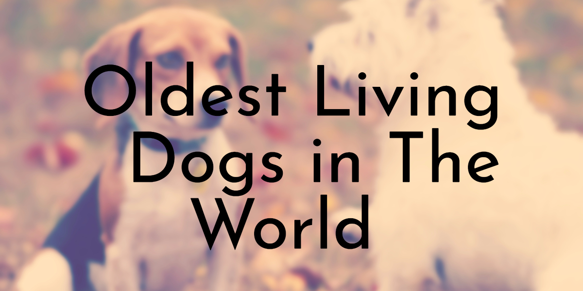 what did the longest living dog eat
