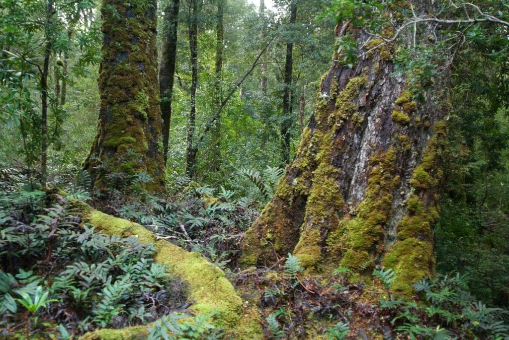 11 Oldest Forests In The World Updated 2024