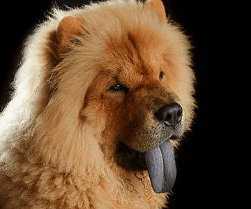 what is the oldest breed dog