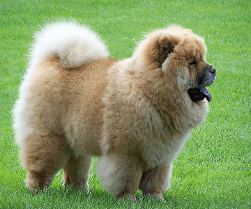 oldest dog breed in the world
