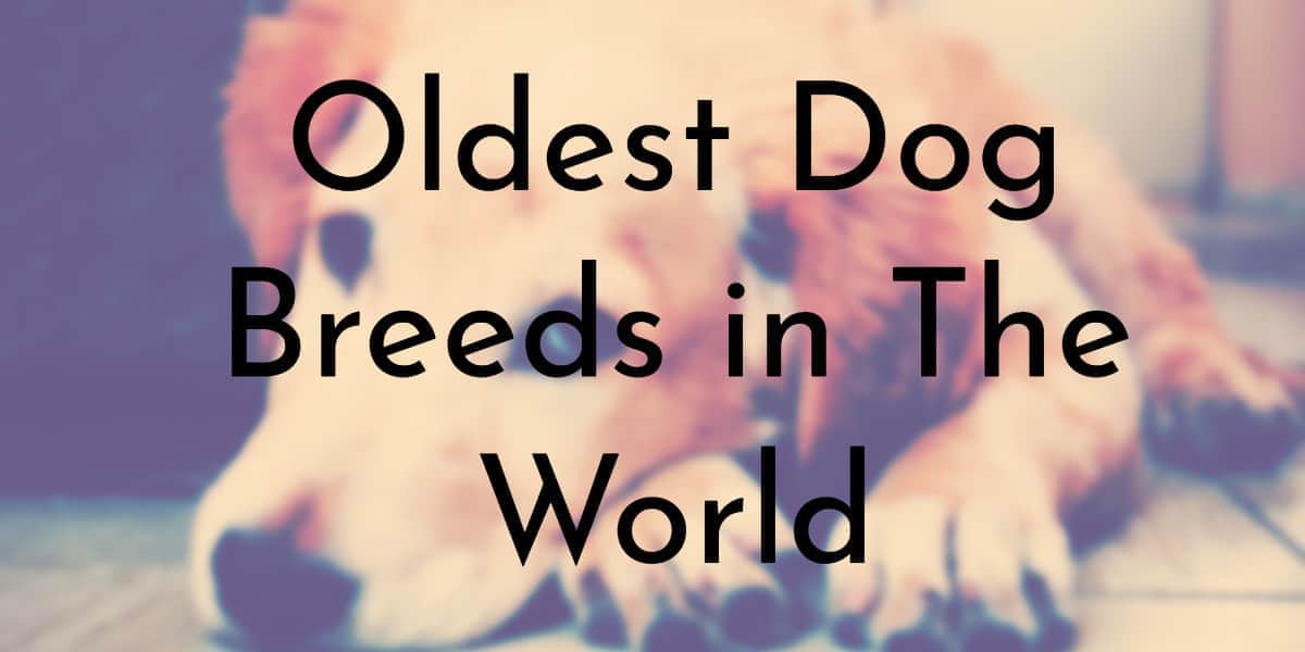 how old is the oldest dog in the world
