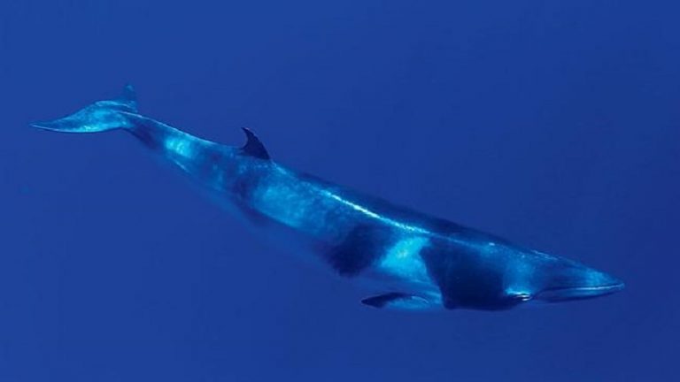 10 Oldest Whale Species In The World