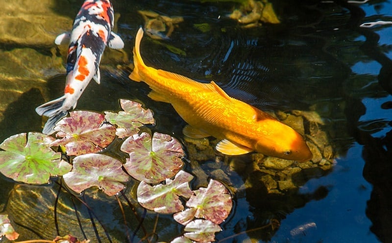 biggest koi in the world