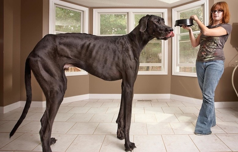 do great danes live 7 years