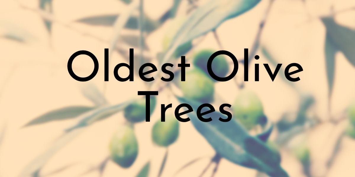 Oliver Tree - Wikipedia