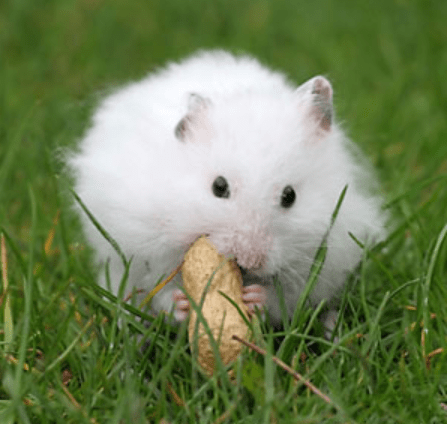 white teddy bear hamsters