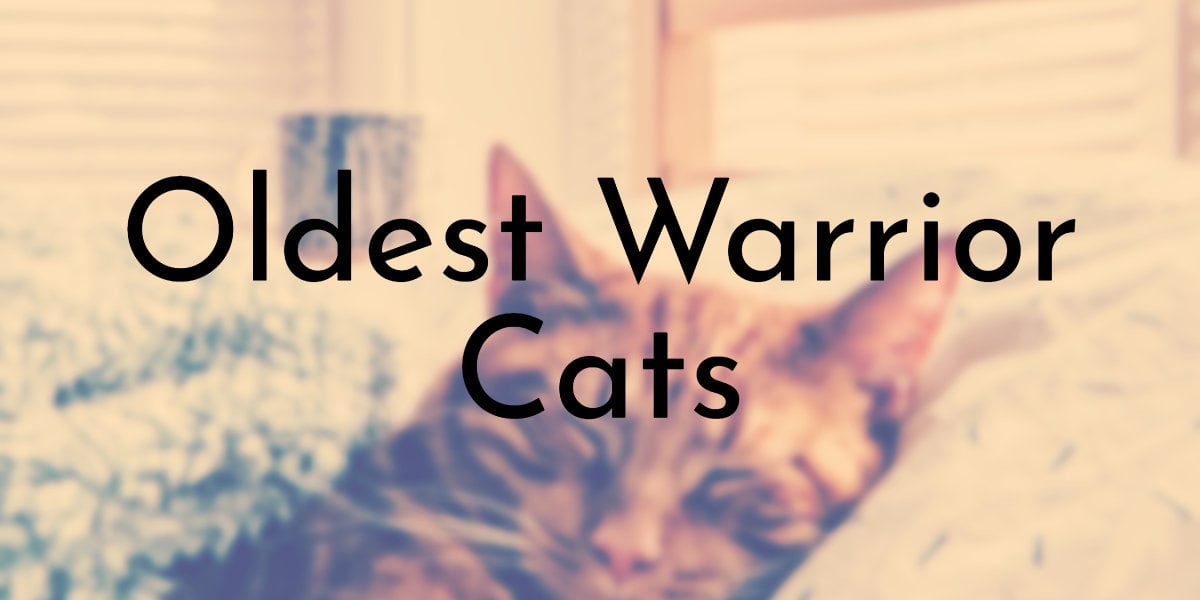Warriors 2 in 2023  Warrior cat drawings, Warrior cats, Warrior cats books